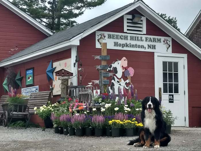 10 Farms to Visit in Vermont and New Hampshire