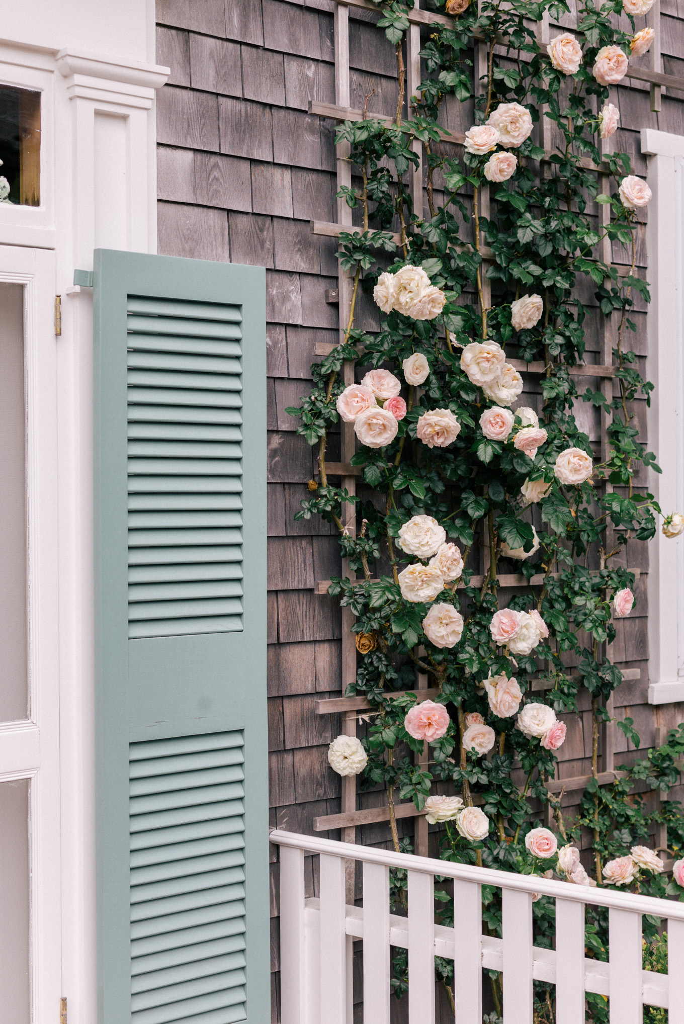 Jess Ann Kirby is drawing inspiration for her garden from David Austen roses growing along side a home.