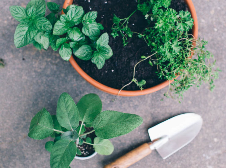 5 TIPS TO KEEP HERBS ALIVE