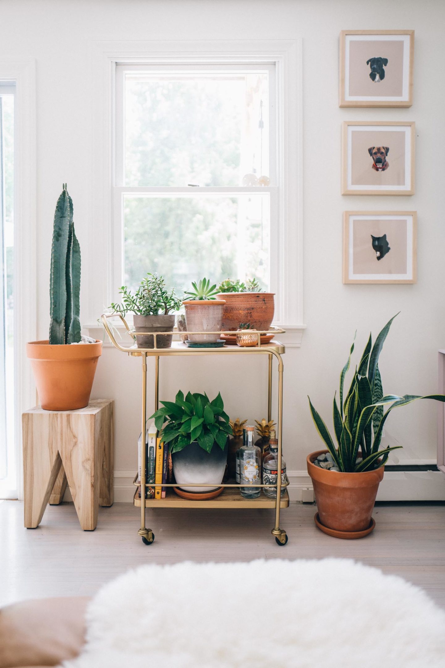 Jess Ann Kirby collects her plants on a bar cart for an indoor garden look.