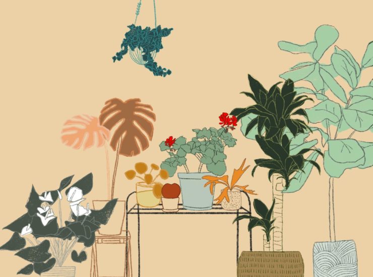Plants 101: Everything You Need to Know (+ Tips from the Pros)