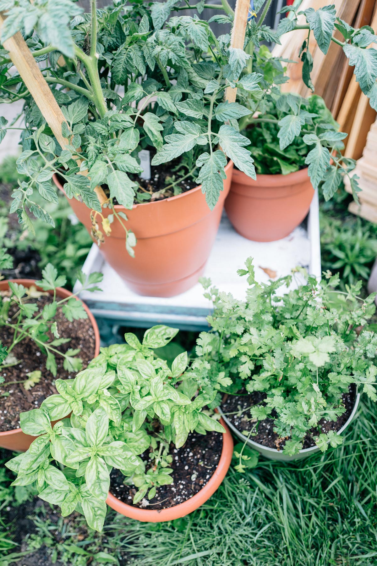 How To Start An Herb Garden For Beginners
