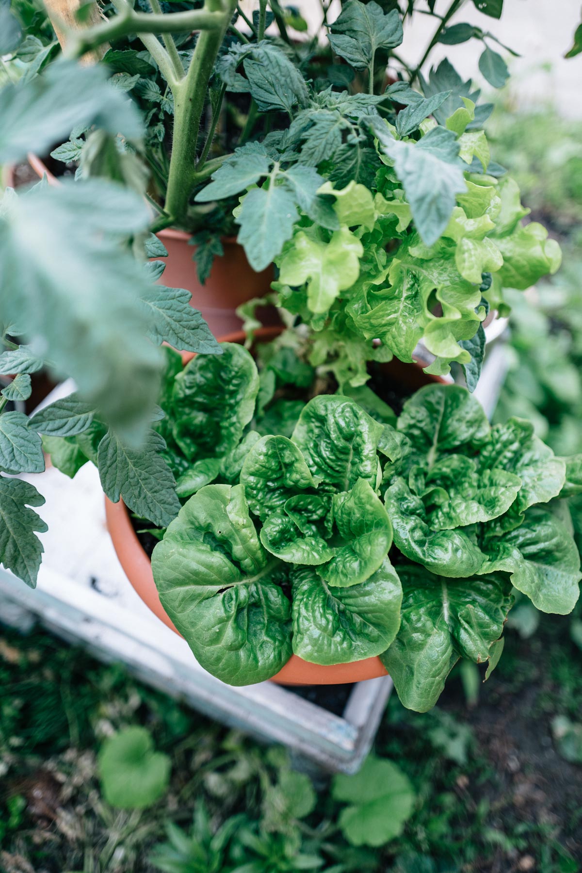 Jess Ann Kirby shares her tips for growing vegetables such as lettuce in potted plants