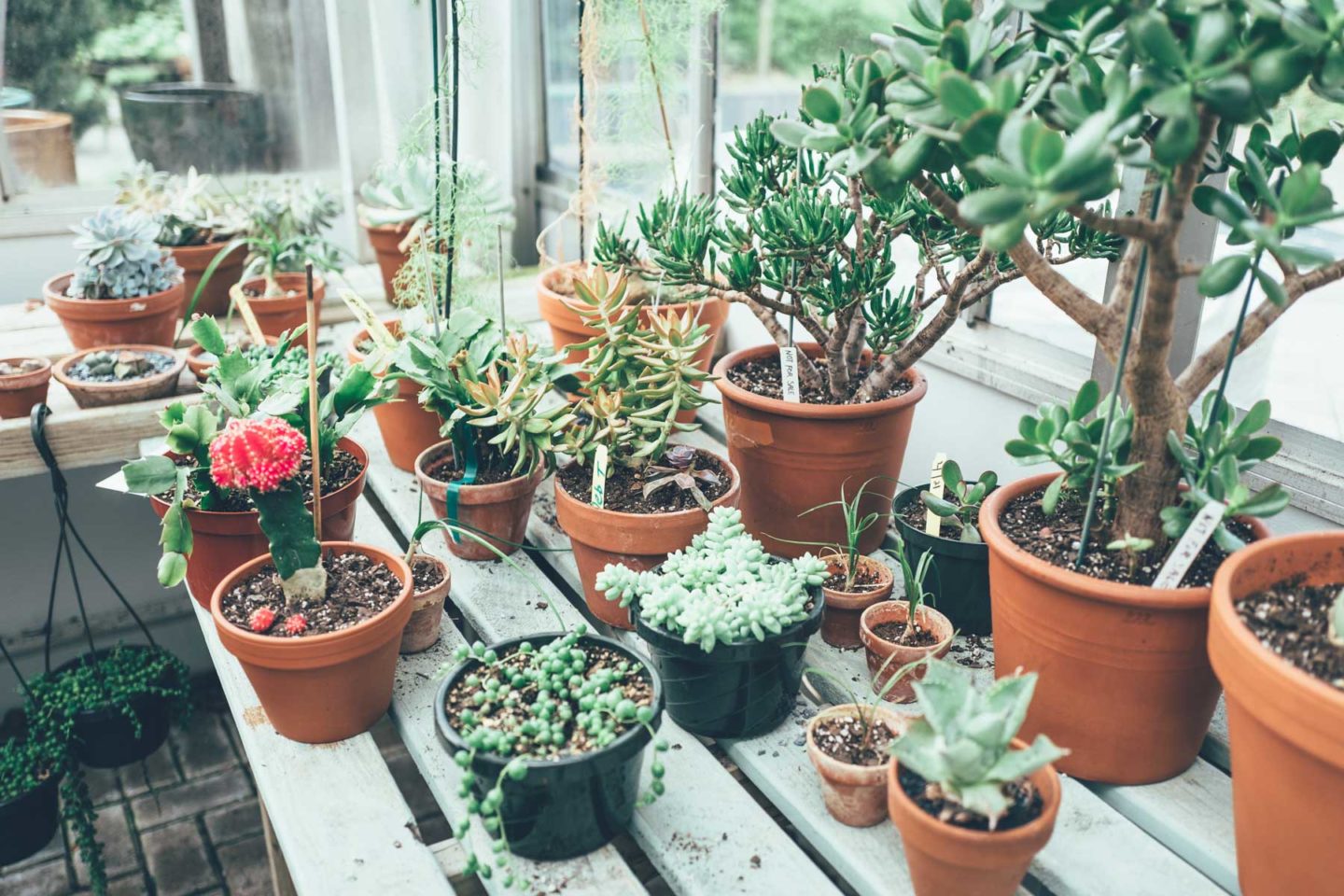 Jess Ann Kirby shares where she goes locally in Rhode Island to buy the best house plants.